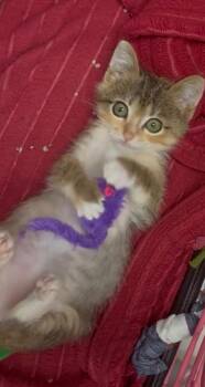 Pixar -  Domestic Short Hair Cat for Adoption in Mobile, Alabama - Pixar | PetCurious