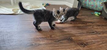 Domestic Medium Hair Cats Available for Adoption in Brooksville, Florida - Raven | PetCurious