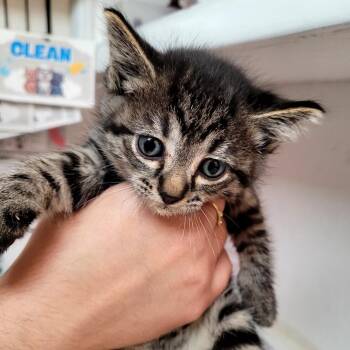 Tia (green) -  Domestic Short Hair Cat for Adoption in Belfair, Washington - Tia (green) | PetCurious