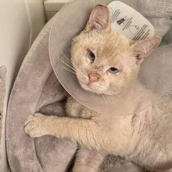 Sir Lancelot -  Siamese Cat for Adoption in Long Beach, California - Sir Lancelot | PetCurious