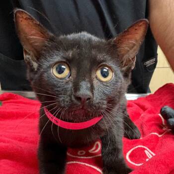 Fiona -  Domestic Short Hair Cat for Adoption in Lakeland, Florida - Fiona | PetCurious