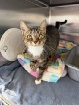 Kiki -  Domestic Short Hair Cat for Adoption in Manitowoc, Wisconsin - Kiki | PetCurious