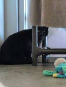 Bubba -  Domestic Short Hair Cat for Adoption in Denton, Texas - Bubba | PetCurious