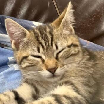 Jill NRAR  (bonded w/Jack) -  Domestic Short Hair Cat for Adoption in Merrifield, Virginia - Jill NRAR  (bonded W/Jack) | PetCurious