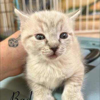 Emilio -  Domestic Short Hair Cat Available for Adoption in Las Cruces, New Mexico - Emilio | PetCurious