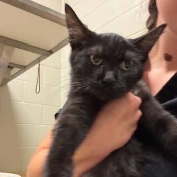 Tanami -  Domestic Short Hair Cat for Adoption in Bristol, Indiana - Tanami | PetCurious