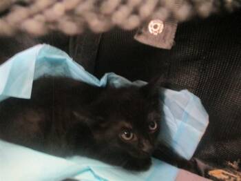 Domestic Short Hair Cats Available for Adoption in Ocala, Florida - OAKLEY | PetCurious