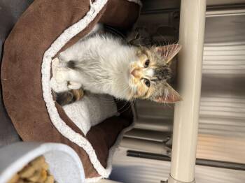 Rescue Domestic Long Hair Cats for Adoption in Meadow Lake, Saskatchewan - Autumn | PetCurious