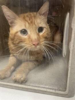 Domestic Short Hair Cats Available for Adoption in Stockton, California - E.T. | PetCurious