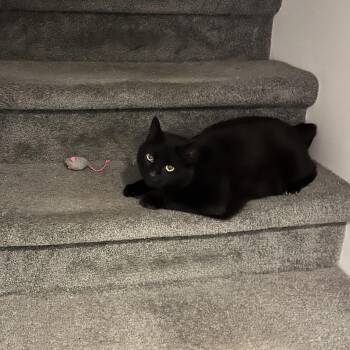 Domestic Short Hair Cats Available for Adoption in Bellmawr, New Jersey - Walnut | PetCurious