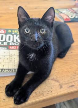Obsydian -  Bombay and Domestic Short Hair Cat for Adoption in Laguna Niguel, California - Obsydian | PetCurious