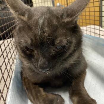 A611129 -  Domestic Short Hair Cat for Adoption in Modesto, California - A611129 | PetCurious