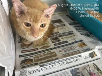 A388595 -  Domestic Short Hair Cat for Adoption in Ocala, Florida - A388595 | PetCurious