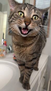 Rescue Domestic Medium Hair Cats for Adoption in Libertyville, Illinois - Bob | PetCurious