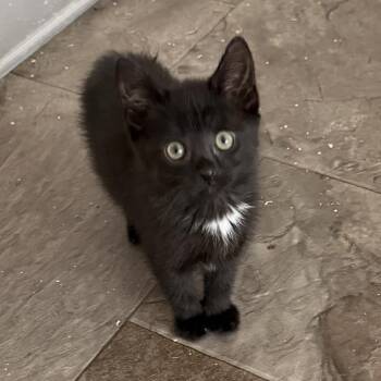 Domestic Short Hair Cats Available for Adoption in Bel Air, Maryland - Munchkin | PetCurious