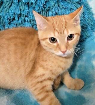 STAR-LITE -  Domestic Short Hair Cat for Adoption in Powder Springs, Georgia - STAR-LITE | PetCurious