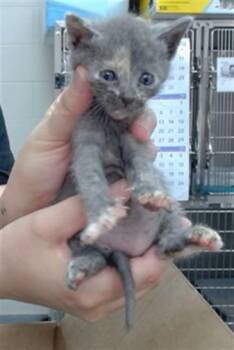 SUGAR -  Domestic Short Hair Cat for Adoption in Salinas, California - SUGAR | PetCurious