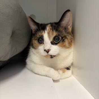 Quinn -  Domestic Short Hair Cat for Adoption in Bedford, New Hampshire - Quinn | PetCurious