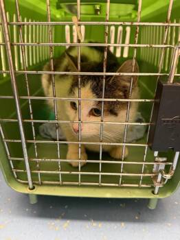 Domestic Short Hair Cats Available for Adoption - Dabble | PetCurious