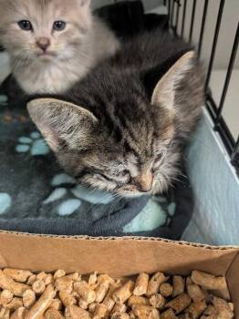 Nausicaa -  Domestic Medium Hair Cat for Adoption in Cincinnati, Ohio - Nausicaa | PetCurious