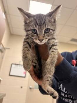 KC -  Domestic Short Hair Cat for Adoption in Fishers, Indiana - KC | PetCurious