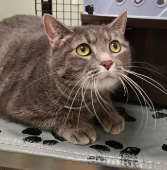 Domestic Short Hair Cats Available for Adoption in Ballwin, Missouri - Declawed Joola | PetCurious