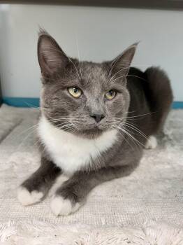 Bowie -  Domestic Short Hair Cat for Adoption in Grand Rapids, Michigan - Bowie | PetCurious