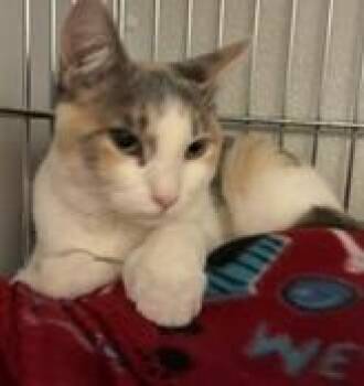 Polly -  Dilute Calico and Extra Toes Cat Hemingway Polydactyl Cat for Adoption in Lead, South Dakota - Polly | PetCurious