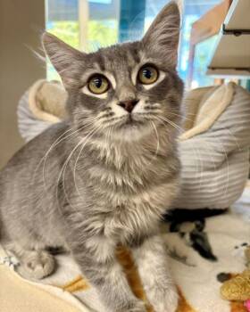 Petal -  Domestic Medium Hair Cat for Adoption in Novato, California - Petal | PetCurious