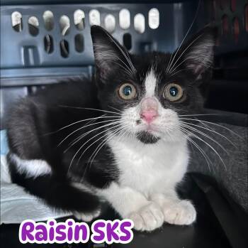 Rescue Domestic Short Hair Cats for Adoption in Clarksville, Tennessee - Raisin SKS | PetCurious