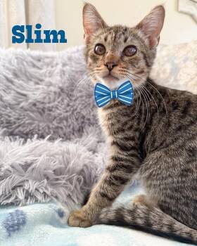 Domestic Short Hair Cats Available for Adoption in Toms River, New Jersey - Slim | PetCurious