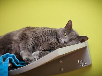 Domestic Short Hair Cats Available for Adoption - TRIXIE | PetCurious