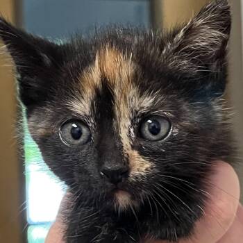 Leslie -  Domestic Short Hair Cat for Adoption in Chattanooga, Tennessee - Leslie | PetCurious