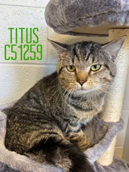 Rescue Domestic Short Hair Cats for Adoption in Clarksville, Tennessee - Titus | PetCurious