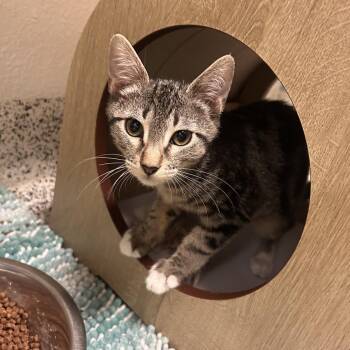 Data -  Domestic Short Hair Cat for Adoption in Fresno, California - Data | PetCurious