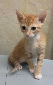 Domestic Short Hair Cats Available for Adoption in Honolulu, Hawaii - Jake | PetCurious