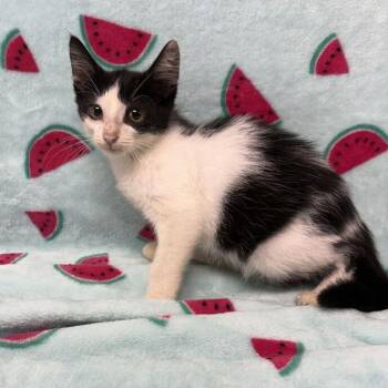 Oryx -  Domestic Short Hair Cat for Adoption in Valdosta, Georgia - Oryx | PetCurious