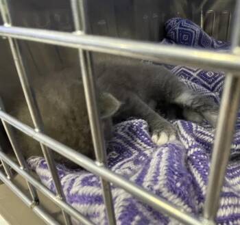 MOOCHI -  Domestic Short Hair Cat for Adoption in Palmetto, Florida - MOOCHI | PetCurious
