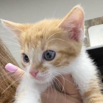FWT Luigi -  Domestic Short Hair Cat for Adoption in Midland, Texas - FWT Luigi | PetCurious