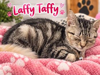 Laffy Taffy -  Domestic Short Hair Cat for Adoption in Dalton, Georgia - Laffy Taffy | PetCurious