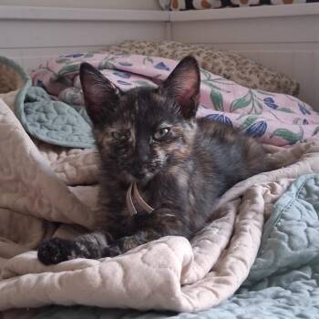 Selene -  Domestic Short Hair Cat for Adoption in Buffalo, New York - Selene | PetCurious