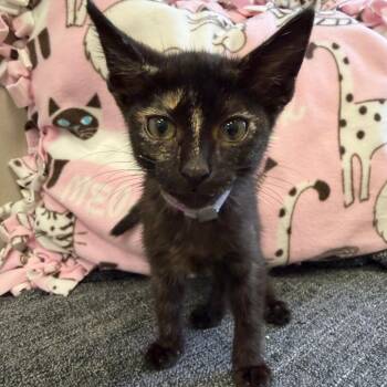 Agave -  Domestic Short Hair Cat for Adoption in Hawthorne, California - Agave | PetCurious