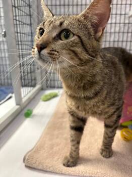 Morrina -  Domestic Short Hair Cat Available for Adoption in Raleigh, North Carolina - Morrina | PetCurious