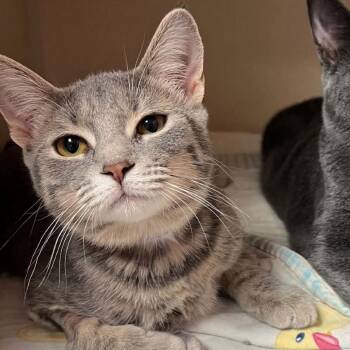 Beans 260630 -  Domestic Short Hair Cat for Adoption in Gladstone, Michigan - Beans 260630 | PetCurious