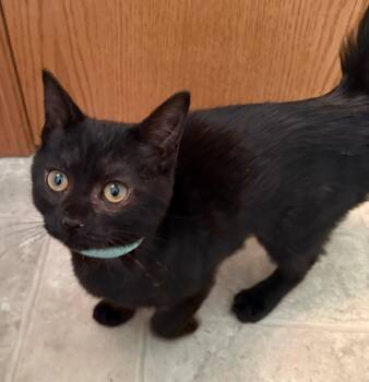 Rescue Domestic Short Hair Cats for Adoption in Mokena, Illinois - Rosa | PetCurious