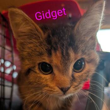 Domestic Short Hair Cats Available for Adoption - Gidget | PetCurious