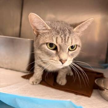 Posey -  Domestic Short Hair Cat for Adoption in Ruckersville, Virginia - Posey | PetCurious