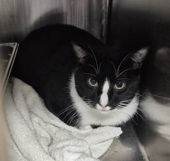 Rescue Domestic Short Hair Cats for Adoption in Decatur, Illinois - BIG JOE | PetCurious