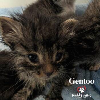 Linux Tux Litter:   Gentoo -  Domestic Short Hair Cat for Adoption in Council Bluffs, Iowa - Linux Tux Litter:   Gentoo | PetCurious