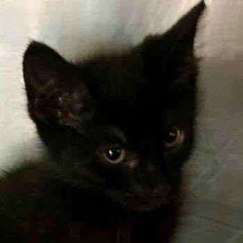 Sweets -  Domestic Short Hair Cat for Adoption in Petersburg, Illinois - Sweets | PetCurious